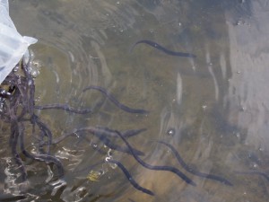 nasazovani-uhoru-2018-016.jpg